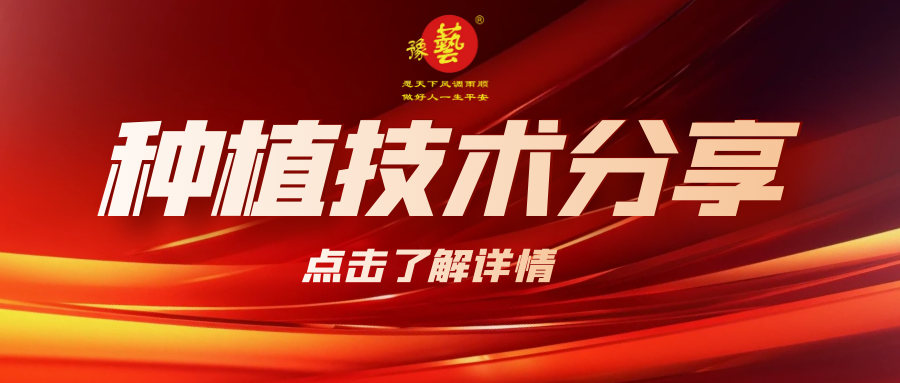 要想種出精品率高的胡蘿卜，這7點(diǎn)要注意！