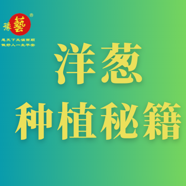 洋蔥種植秘籍：掌握這八點(diǎn)，種出優(yōu)質(zhì)洋蔥！